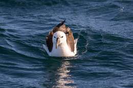 Image of Atlantic Yellow-nosed Albatross