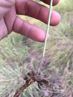 Image de Pennellia longifolia (Benth.) Rollins