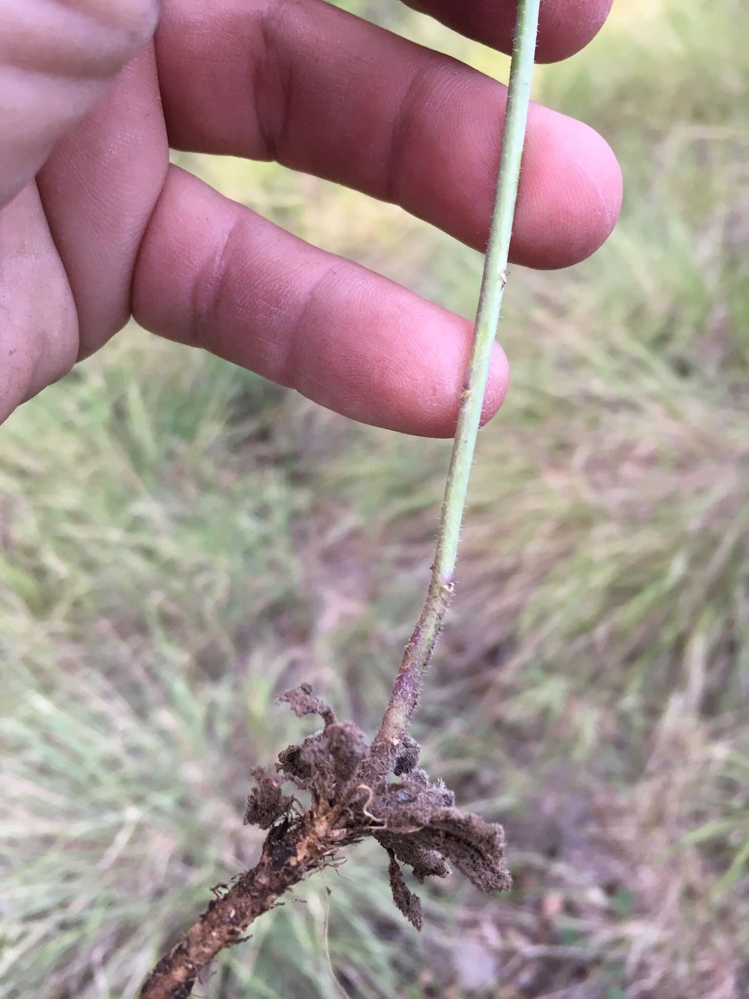 Pennellia longifolia (Benth.) Rollins resmi