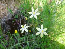 Слика од Triteleia ixioides subsp. scabra (Greene) L. W. Lenz