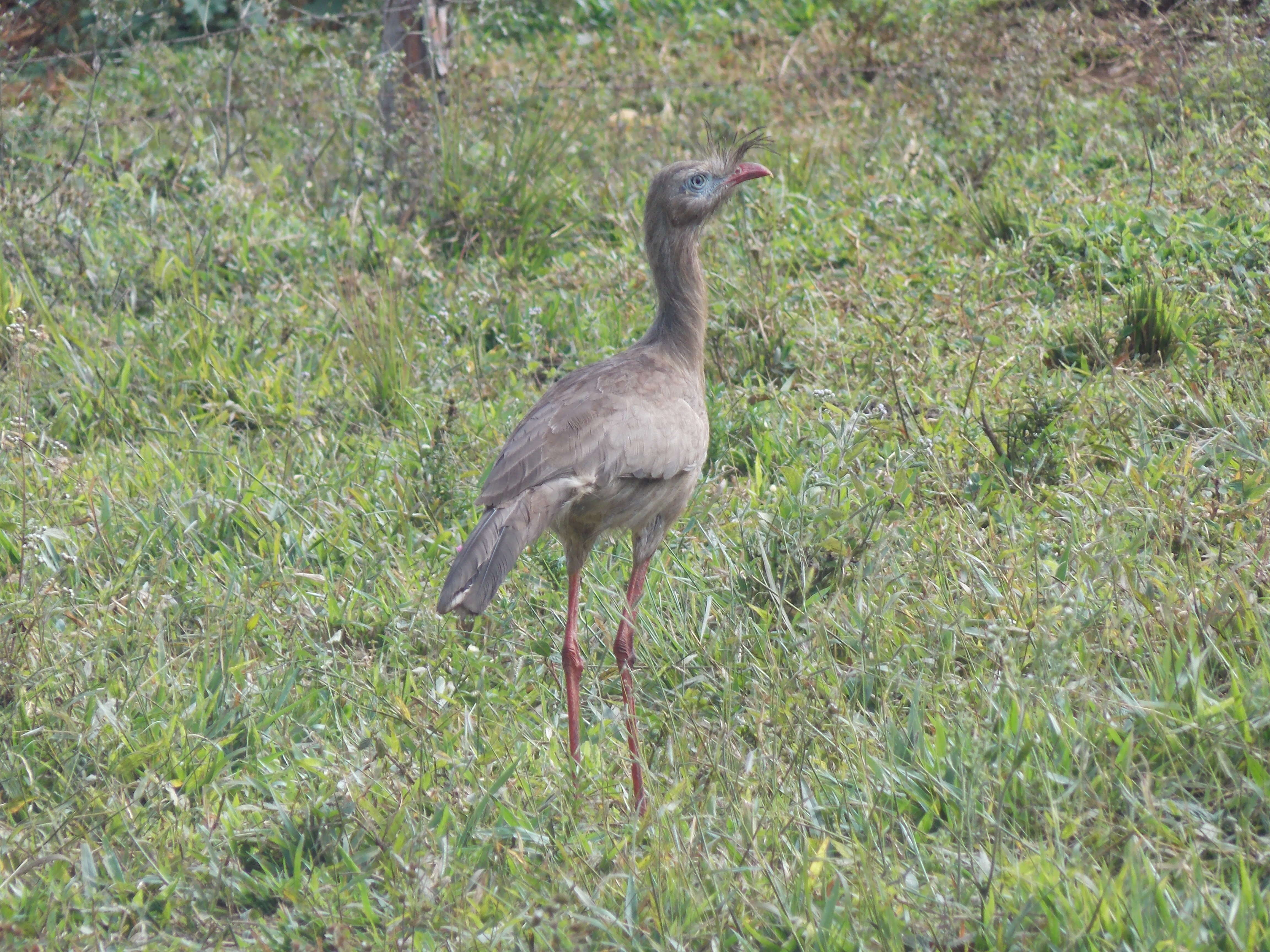 Image of Cariama Brisson 1760