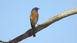 Image of Ala Shan Redstart