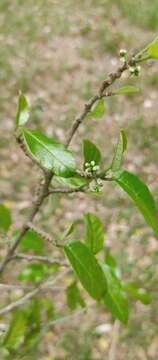 Image of Sorocea sprucei (Baill.) Macbr.