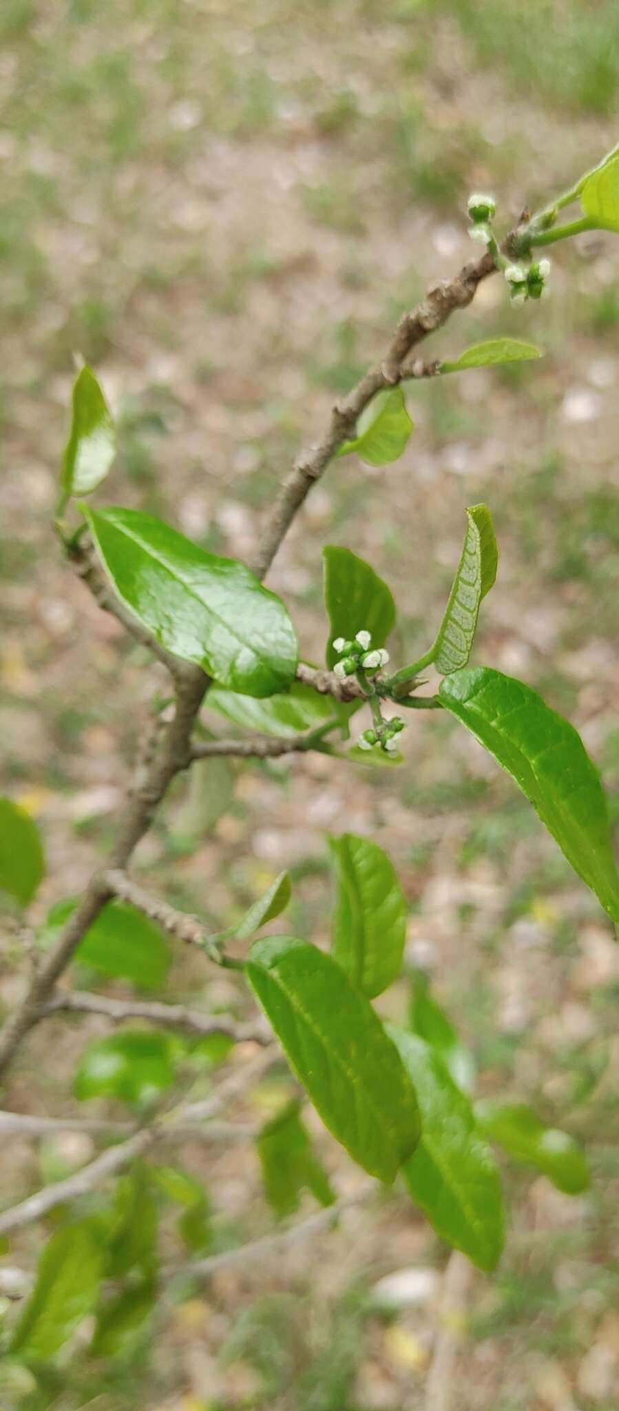 Image of Sorocea sprucei (Baill.) Macbr.