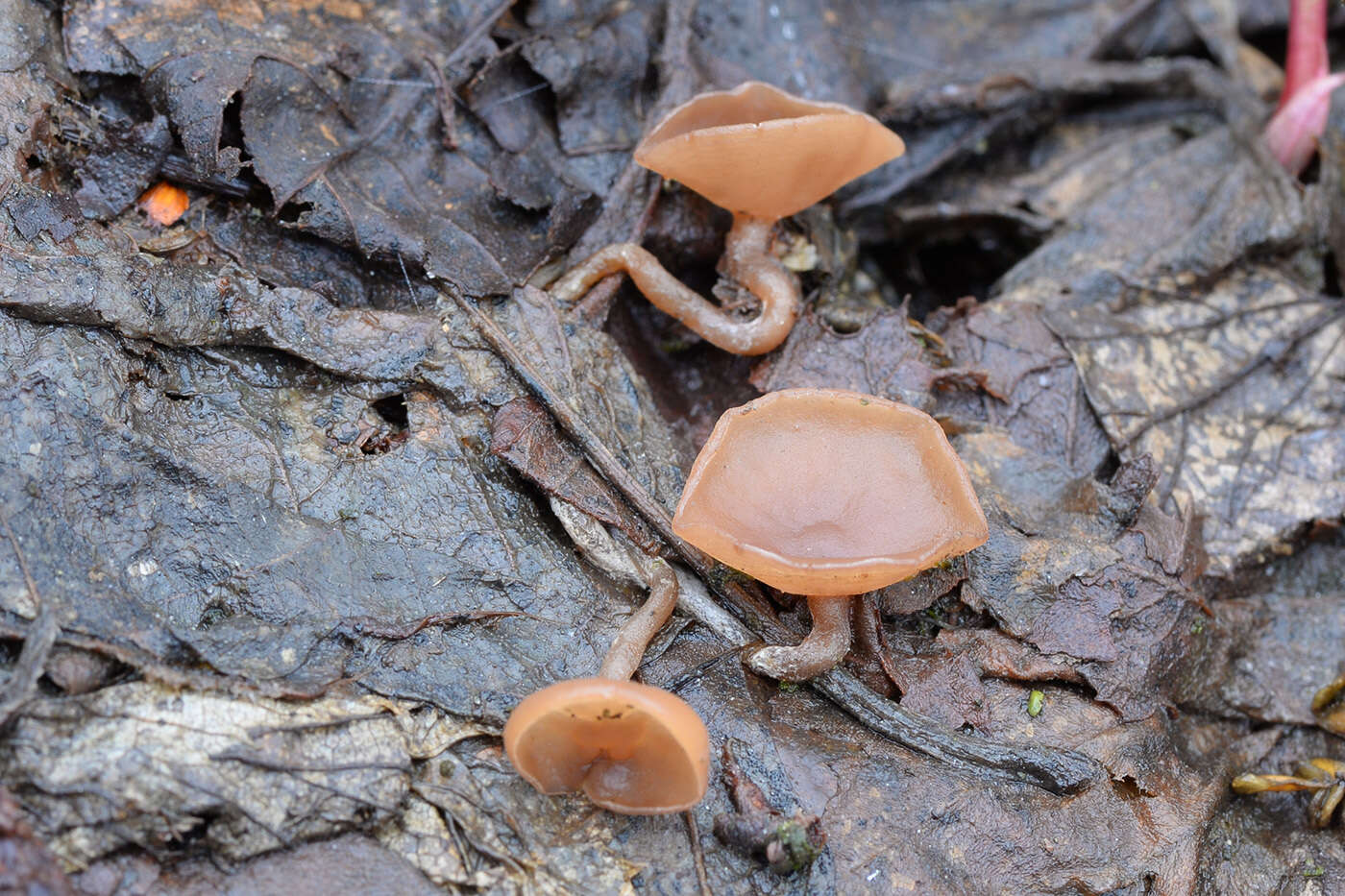 Image de Ciboria amentacea (Balb.) Fuckel 1870