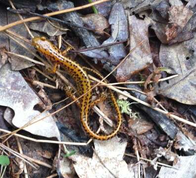 Image of Longtail Salamander