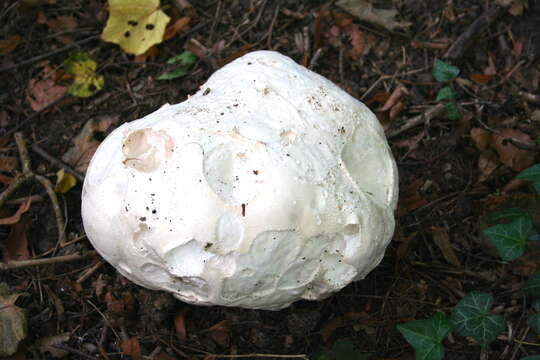 Image of Calvatia gigantea (Batsch) Lloyd 1904