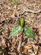 Image de Trillium decipiens J. D. Freeman