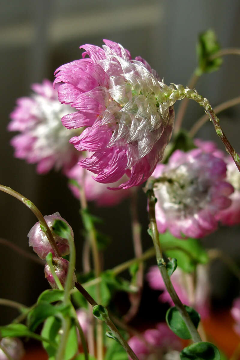 Imagem de Rhodanthe manglesii Lindl.