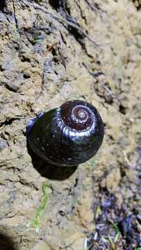 Image of Kauri Snail