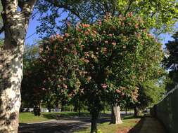 Image of red horse-chestnut