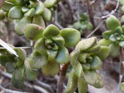 Image of Aeonium lindleyi subsp. lindleyi