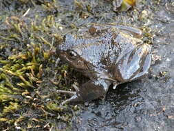 Image of Pehuenche Spiny-chest Frog