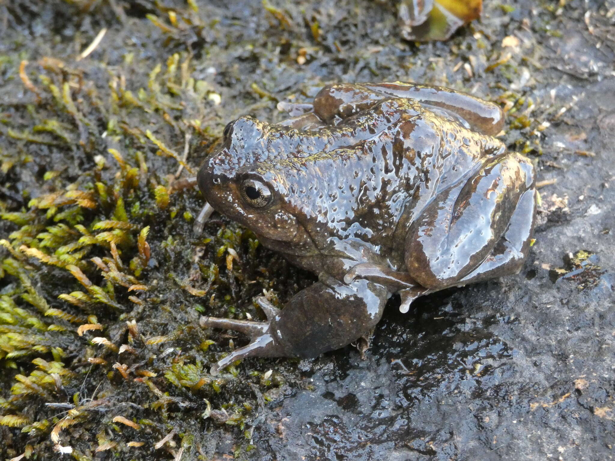 Image of Pehuenche Spiny-chest Frog