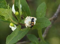 Image of Bowkeria verticillata (Eckl. & Zeyh.) Druce