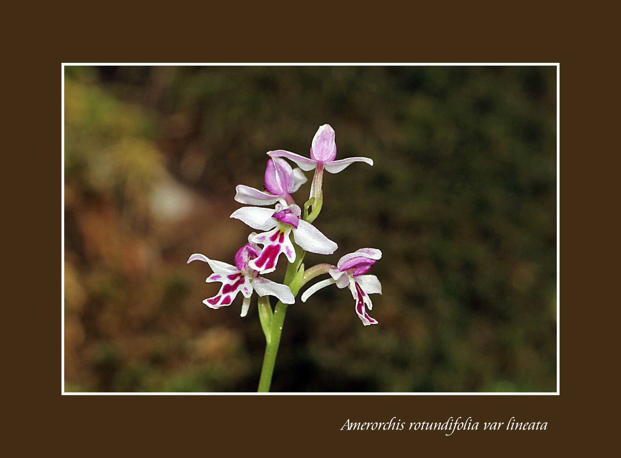 Galearis rotundifolia (Banks ex Pursh) R. M. Bateman resmi