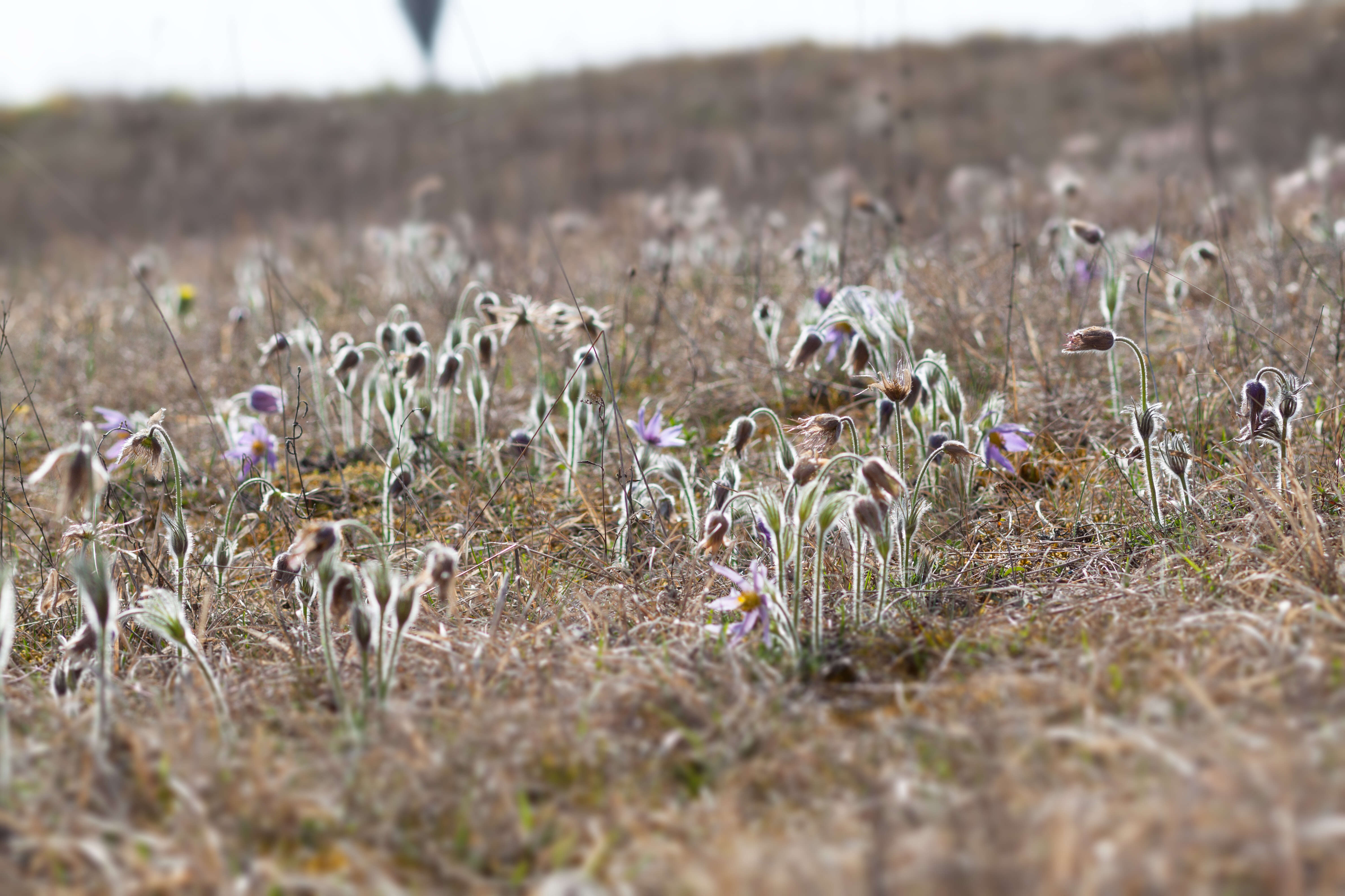 Imagem de Pulsatilla vulgaris Miller