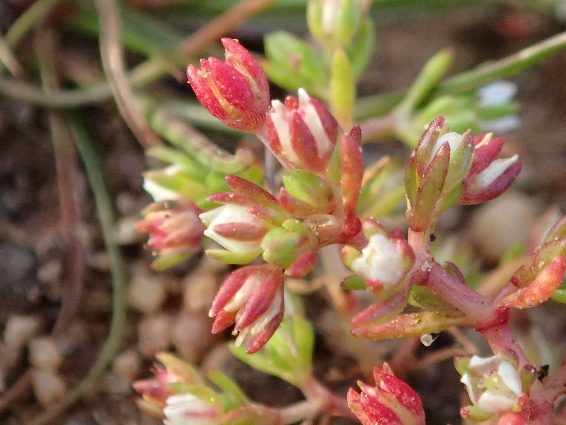 <i>Crassula <i>decumbens</i></i> var. decumbens resmi