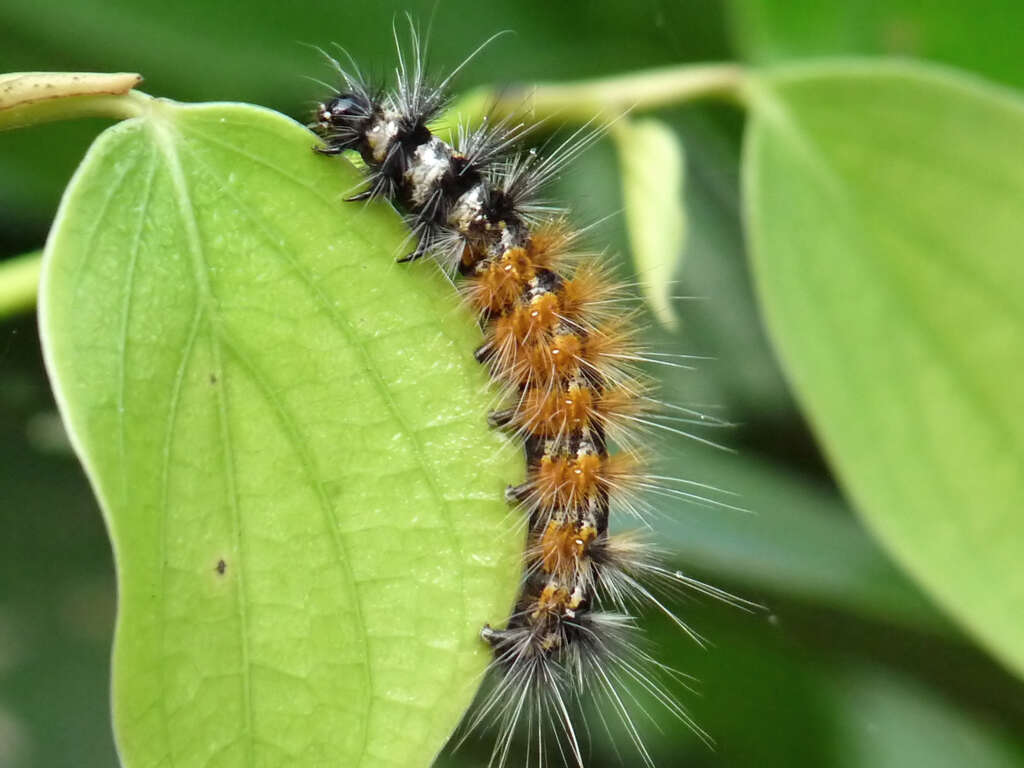 Image of Spilosoma obliqua Walker 1855