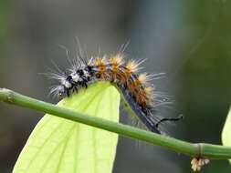 Image of Spilosoma obliqua Walker 1855