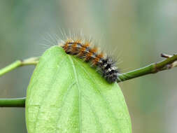 Image of Spilosoma obliqua Walker 1855