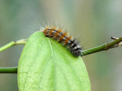 Image de Spilosoma obliqua Walker 1855