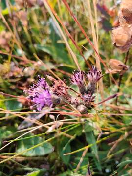 صورة Saussurea alpina (L.) DC.