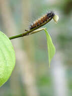 Image of Spilosoma obliqua Walker 1855