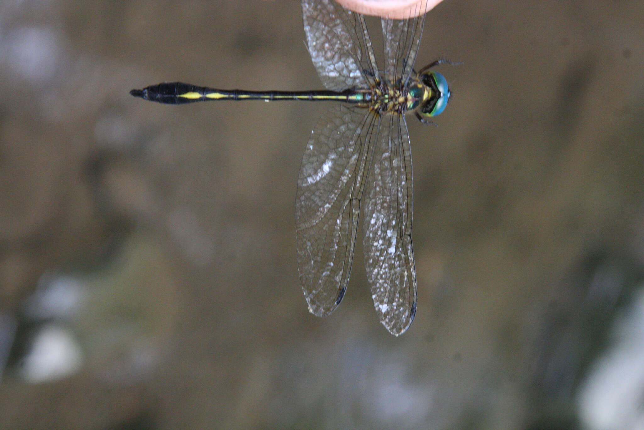 Image of Macromidia genialis Laidlaw 1923