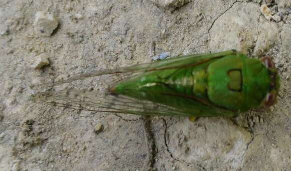 Image of April green cicada