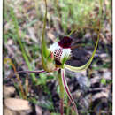 Imagem de Caladenia tentaculata Schltdl.