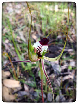 Image de Caladenia tentaculata Schltdl.