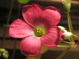 Imagem de Oxalis tetraphylla Cav.