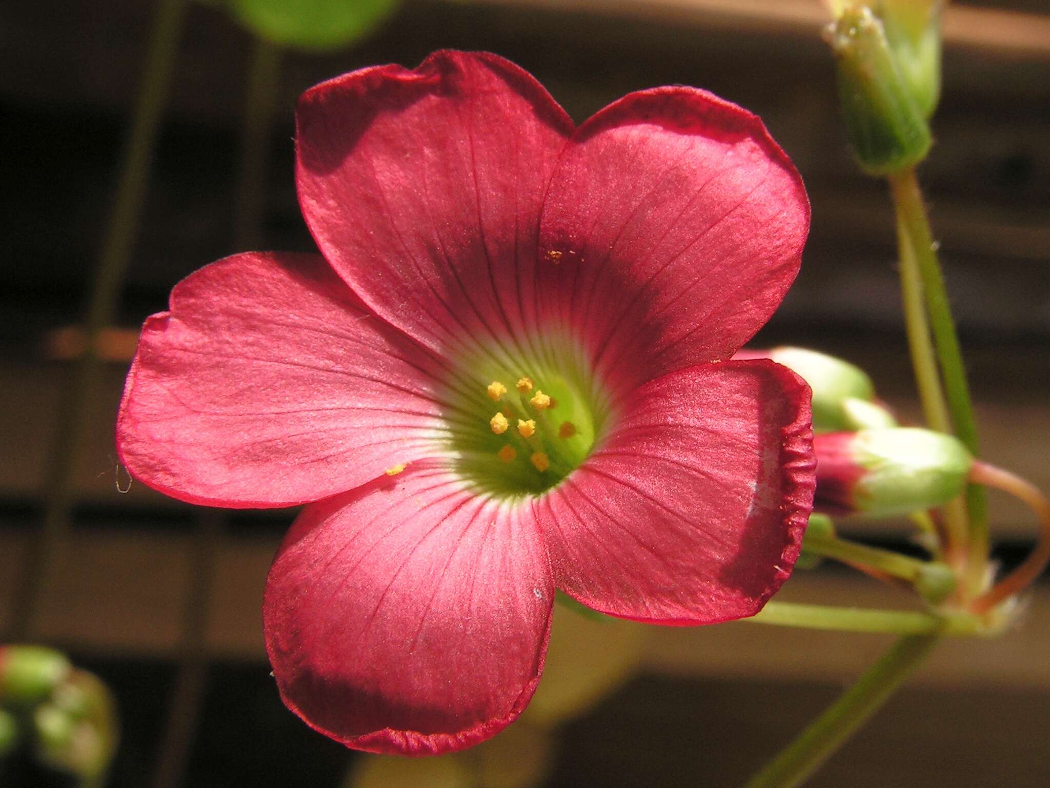 Image of Four-leaved Sorrel