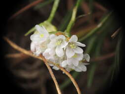 Plancia ëd Armeria ruscinonensis Girard