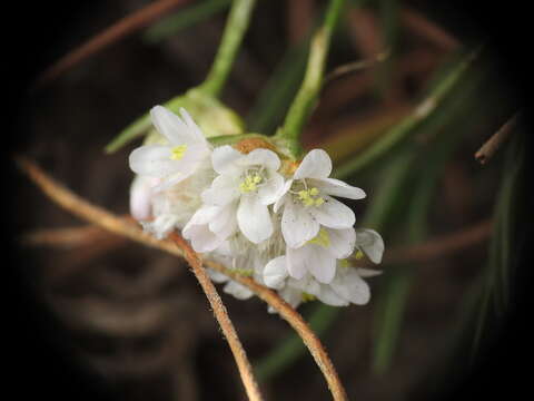 Image of Armeria ruscinonensis Girard