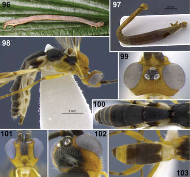 Image of <i>Aleiodes shakirae</i>