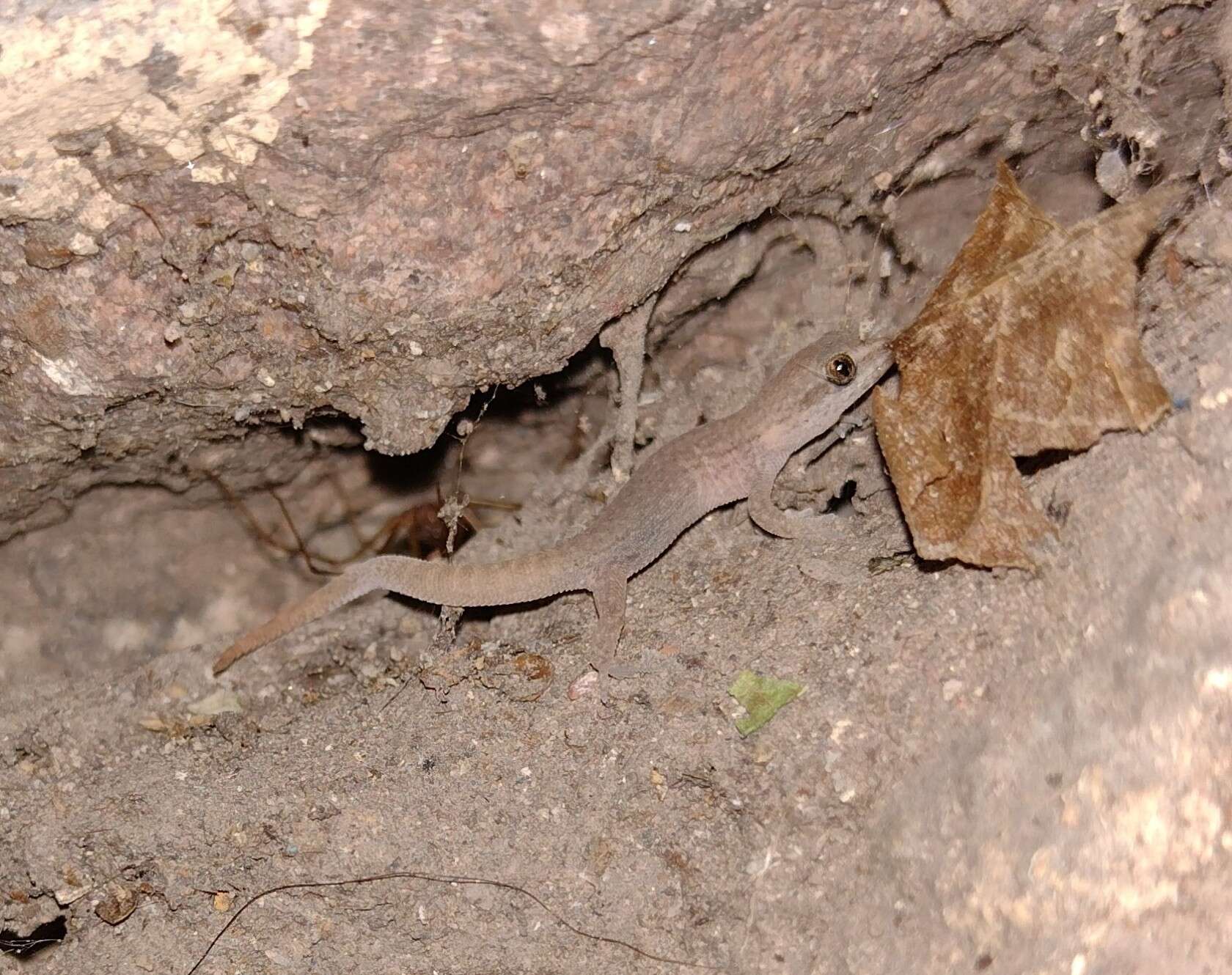 Image of Darwin's Marked Gecko