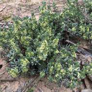 Image of rosy bluebush