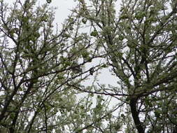 Image of Arid Pririt Batis