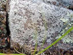 Image of rim lichen