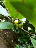 Image of Ehretia dicksonii Hance