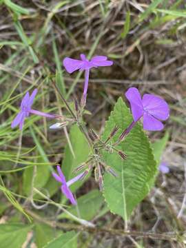 Imagem de Phlox floridana Benth.