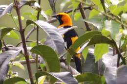 Image of White-edged Oriole