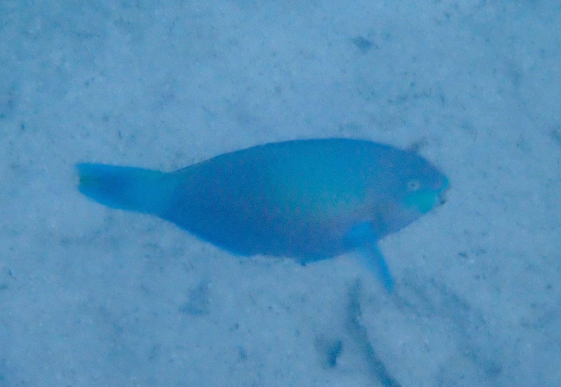 Image of Green-blotched parrotfish