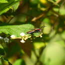 Image of Eriphioides tractipennis Butler 1876