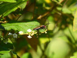 Image de Eriphioides tractipennis Butler 1876