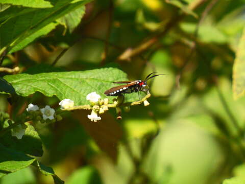 صورة Eriphioides tractipennis Butler 1876