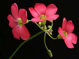 Image of Four-leaved Sorrel