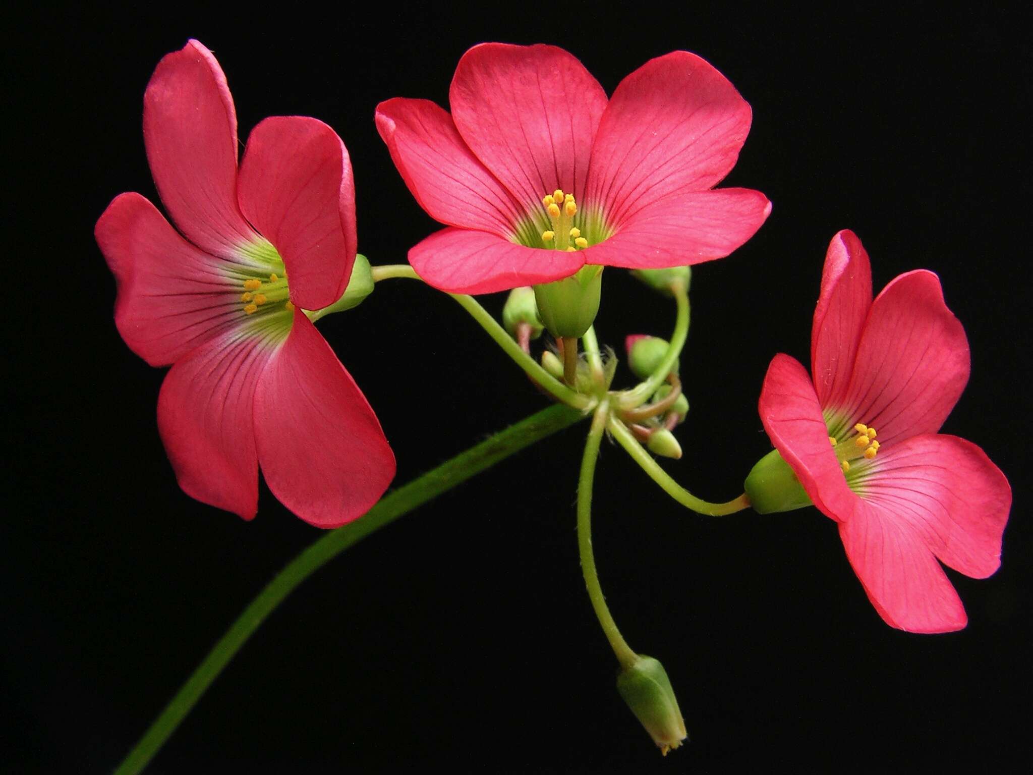 Imagem de Oxalis tetraphylla Cav.